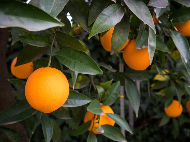 Le arance fanno ingrassare? Sfatare i miti sulla frutta e il peso corporeo