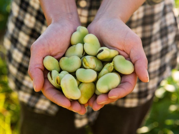 Le fave fanno ingrassare? Scopri la verità dietro questo legume controverso!
