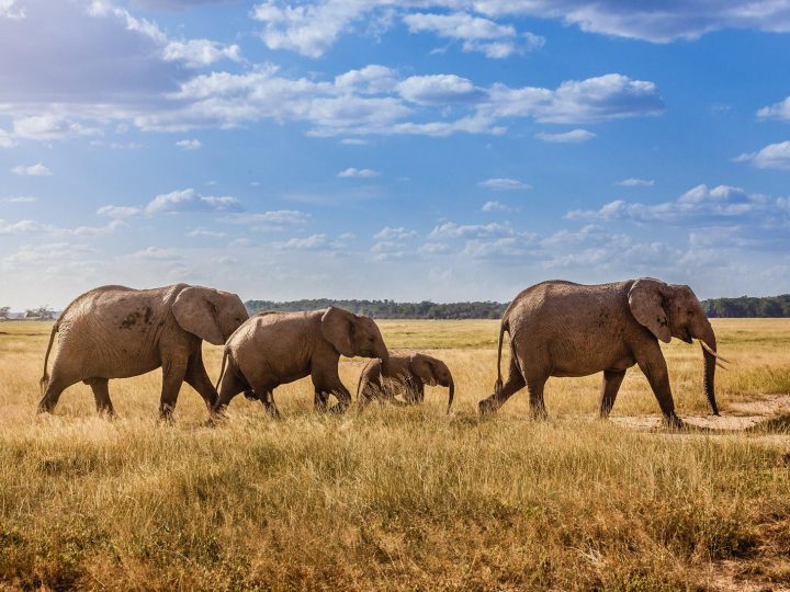 Tanzania: il momento perfetto per scoprire i tesori dell’Africa Orientale